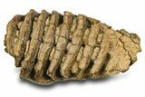 Fossil Woolly Mammoth Lower M Molar - Poland #372345-4